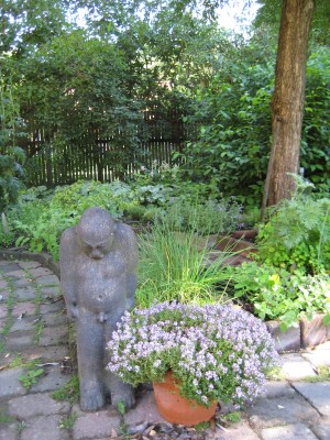 Trädgård 20110709 062