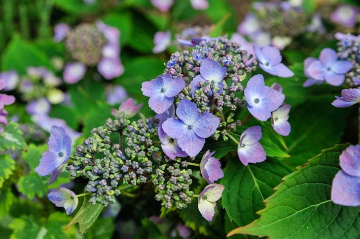 Purpurhortensia, Hydrangea serrata, ’Forget Me Not’ blir 0,5–1 meter hög och är härdig i mellersta Sverige. FOTO CHRISTINA FRYLE