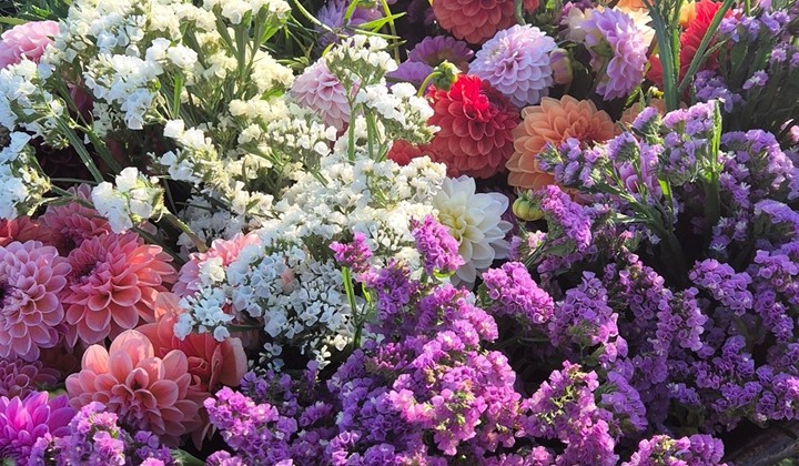 Flintalyckans Blomster , Sölvesborg