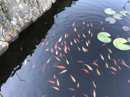 BC84392B-ED06-49F1-8DB8-31316F91591F