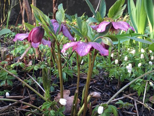 IMG_1142