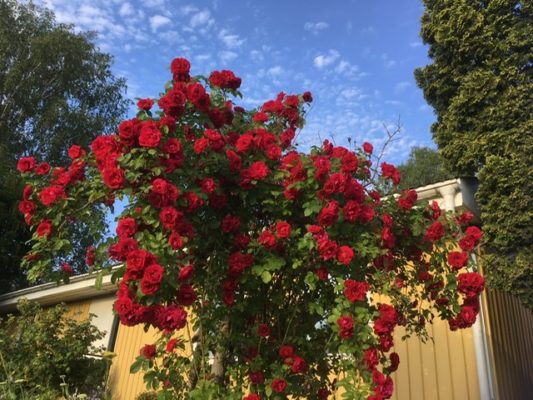 8EC7E215-F608-42F7-B84C-8ED4D00FB838