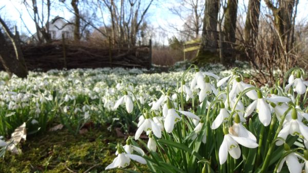 Snowdrops, snödroppar, Sannagård