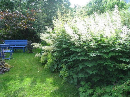 Plymspireahäcken 28 juni