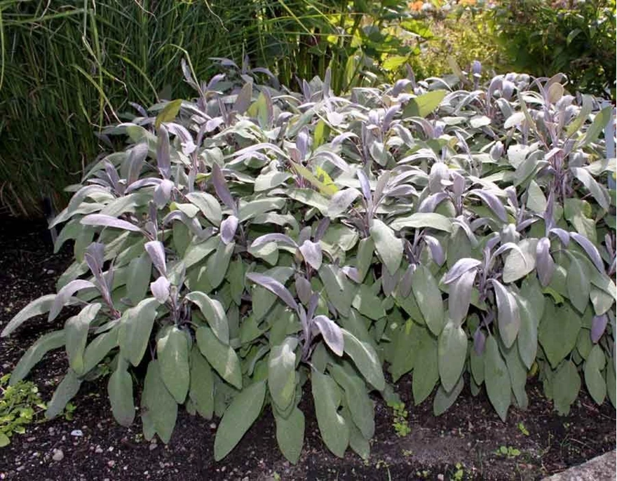 Kryddsalvia har både vackert bladverk och blommor liknande lavendeln. Därför passar de fint in rabatter med andra prydnadsväxter. Här är sorten 'Purpurascens'.