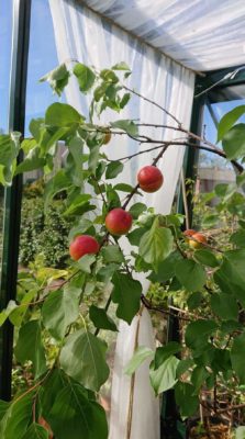 received_268629971184028