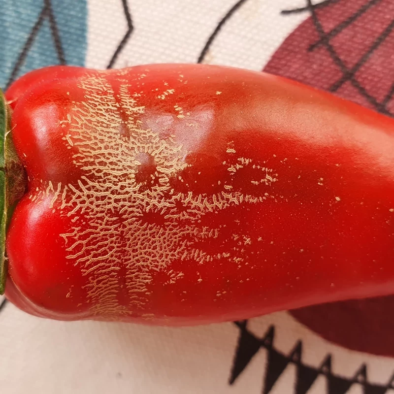 Korkbildning på paprika