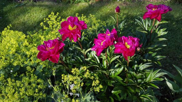 2017 Pion Karl Rosenfield