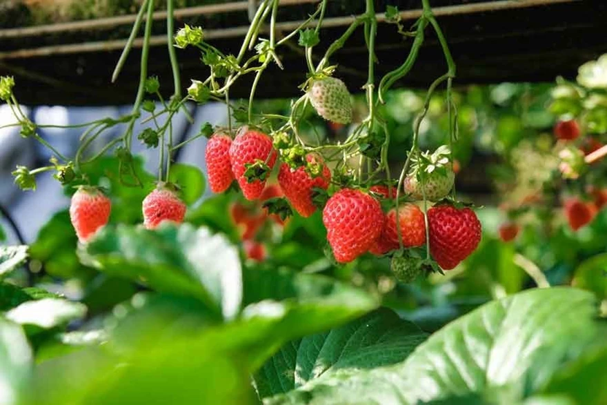 Med en återblommande ampeljordgubbe kan du skörda jordgubbar långt in på hösten. Dessa går finfint att odla i kruka.