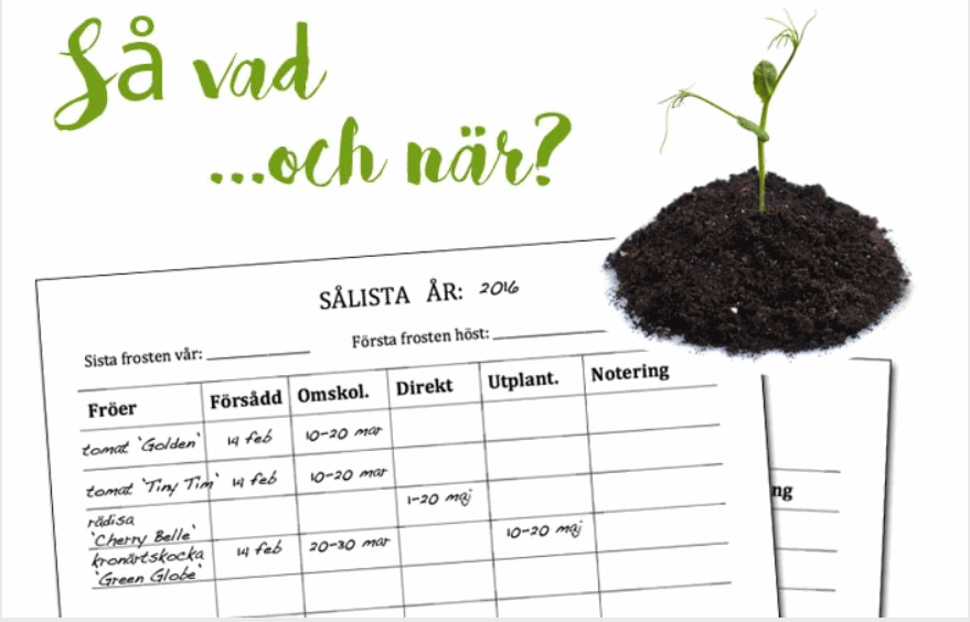 Salista
