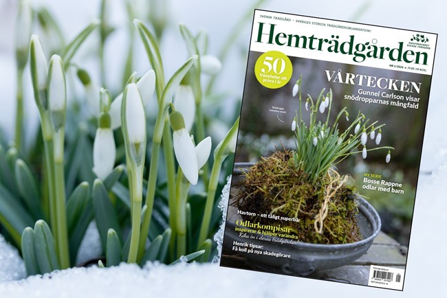 Snödroppar Omslag HT1 2026