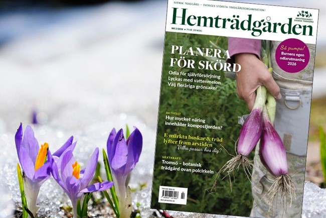 Snödroppar Omslag HT1 2026