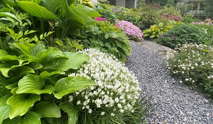 Karlssons vid berget, Domsjö