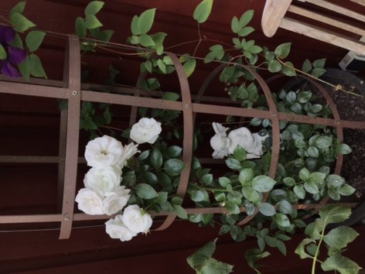 D2121C43-83E1-4F19-9663-D3E7B12C3986