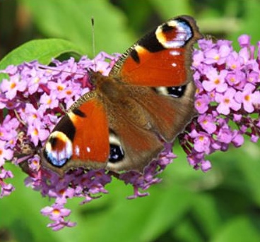15-fjäril i buddleja