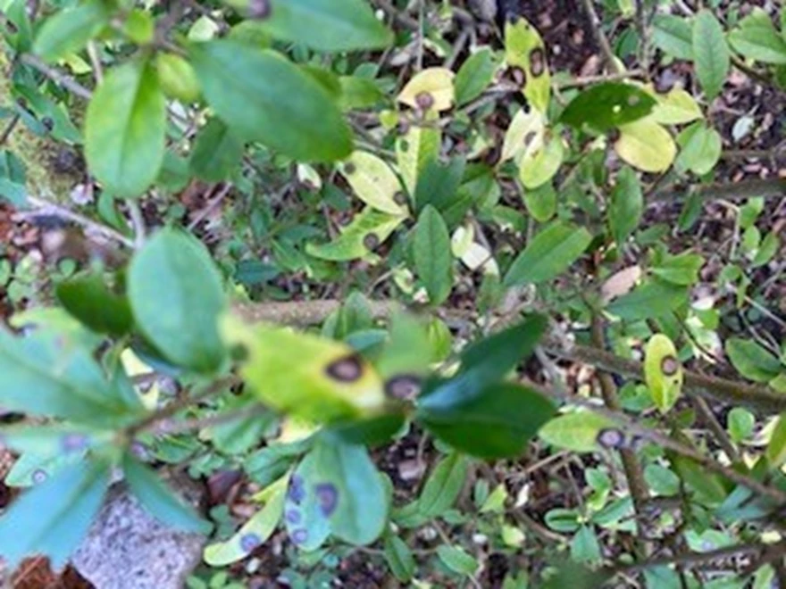 Bladfläcksjuka Liguster