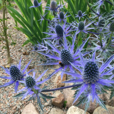 eryngium blå