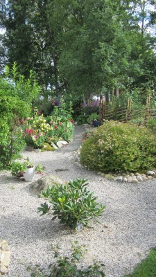 juli 2014 trädgård 028