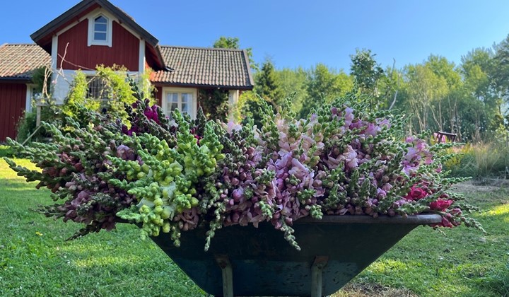Tullens Trädgård, Hallstavik