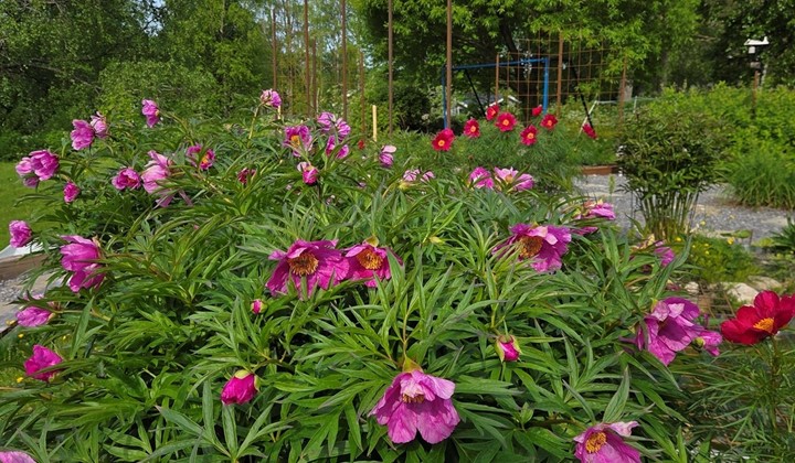 Lill-Annas Trädgård, Umeå