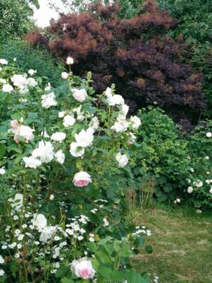 82330661_3537806129582175_3655813330215546148_o