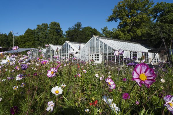 Växthusgavel Rosendals Trädgård Katja Halvarsson