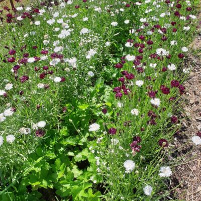 IMG_20190624_214618_405