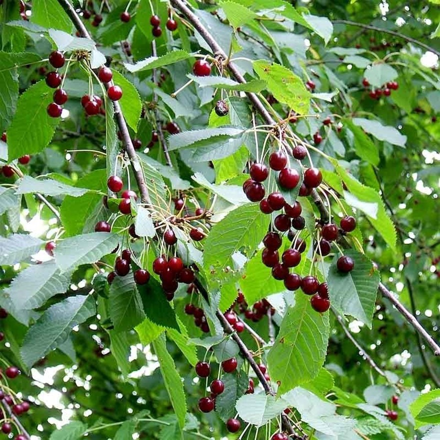 Körsbär, Prunus avium