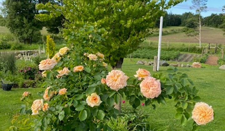 Sovallsvagen32, Grebbestad