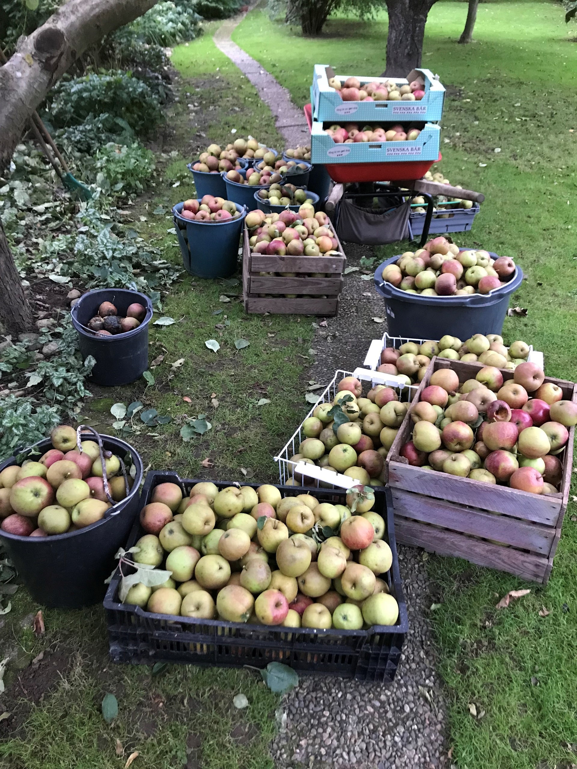 300 kilo äpplen blev det i denna sydligt belägna spanarträdgård. 