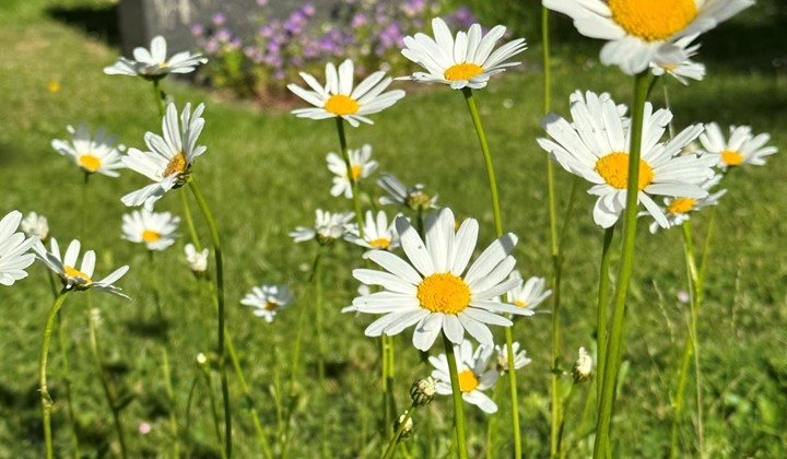 Madesjö kyrkogård och Prästgård, NYBRO