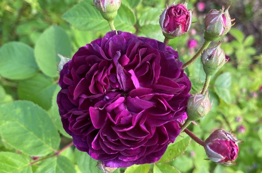 Fröken Rim Fröken Paletts flora - Riksförbundet Svensk Trädgård