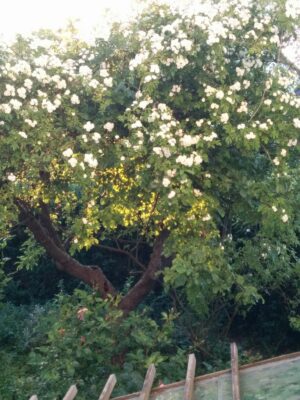 105683783_3529484893747632_5461706155454895716_o