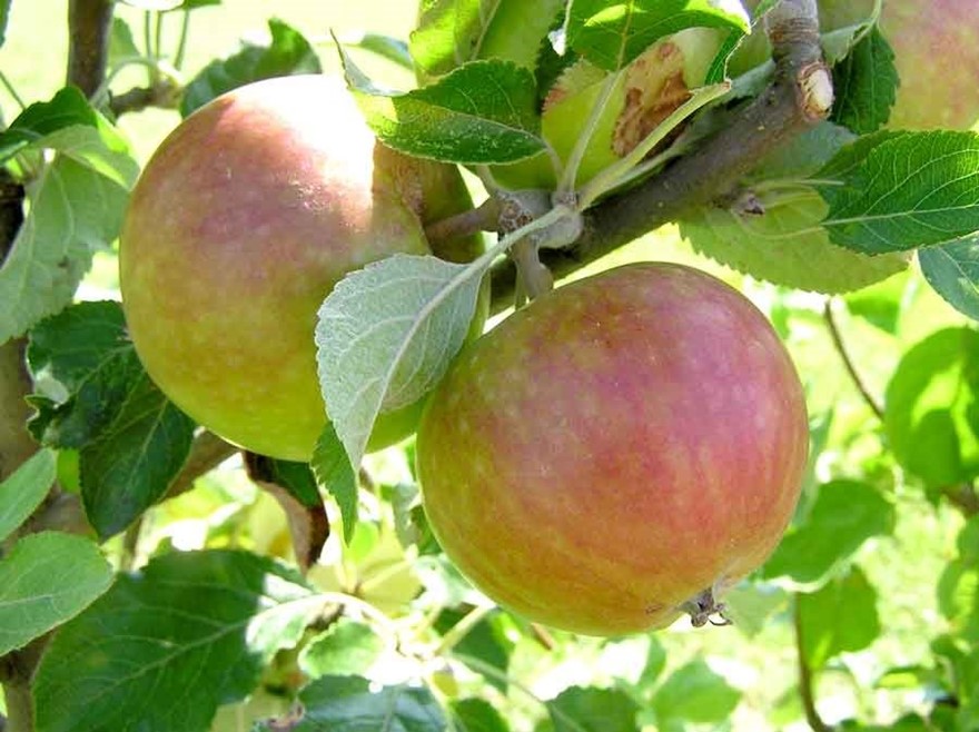 Välj friska och härdiga äppelsorter för din odlingszon. E-plantmärkta äppelträd är anpassade och uppodlade i Sverige, för svenskt klimat.