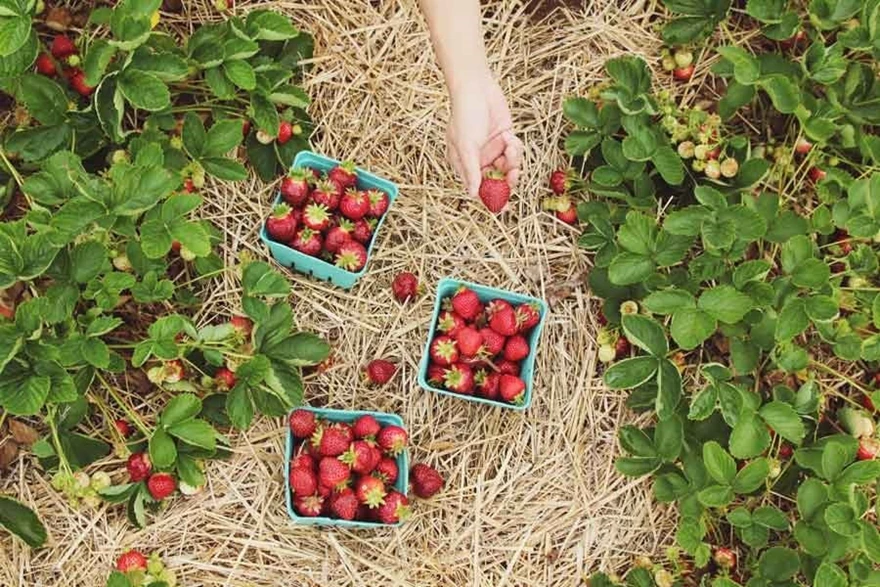 Man ska inte plantera jordgubbar för tätt, för att undvika sjukdomar. Följ råden för avstånd. Bädda gärna med ett lager halm under plantorna för att bären inte ska vila mot jorden.