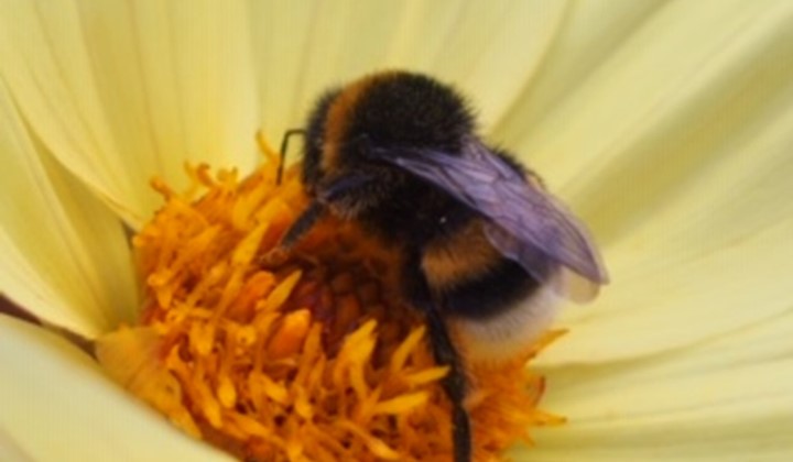 Enköping-Håbo Trädgårdssällskap, Örsundsbro