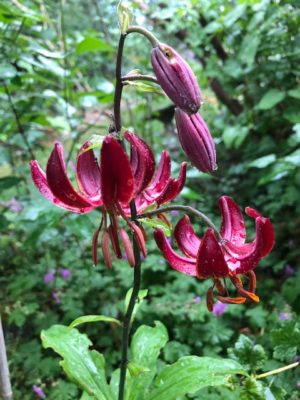 529F7197-BC80-41EE-BB78-9E28A025E711