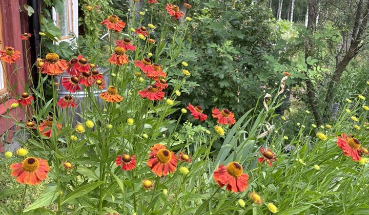 Björkås trädgårdar, Norrfjärden