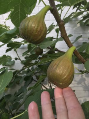 yXfD3xX7S4SHILBxxjfpzA