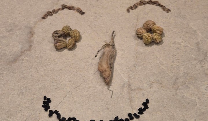 Fröbytarkväll, Halmstad