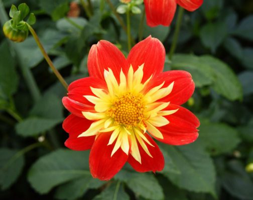 Dahlia