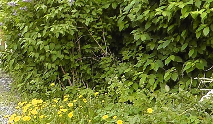 Hållbara försök, Arvika