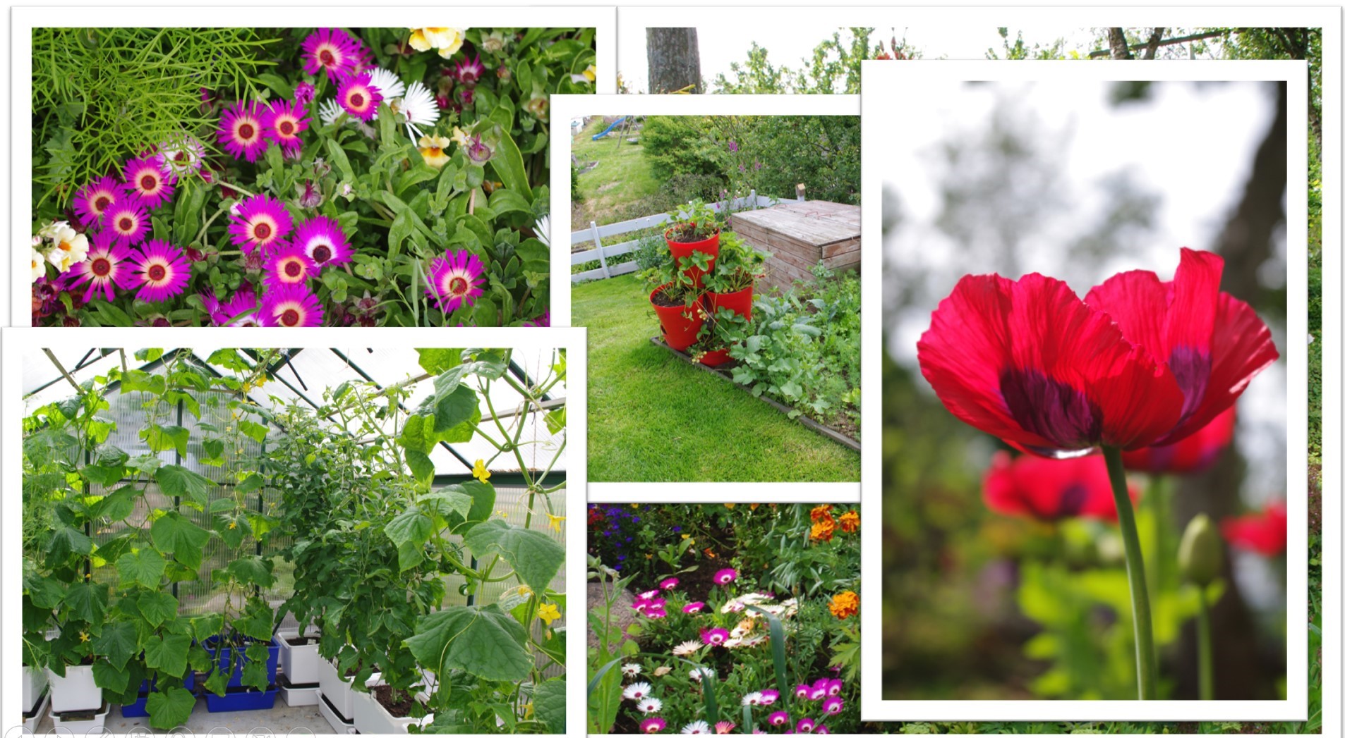Collage av olika trädgårdsbilder, Blommor och vallmo.