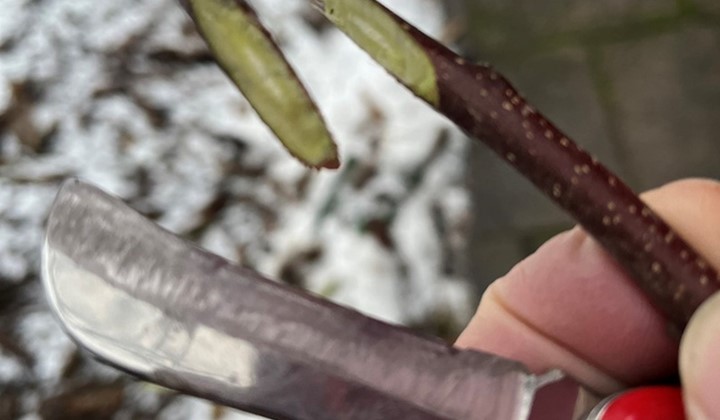 Ympkurs äppel, Lomma