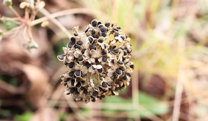 Fröbytardag, Vårgårda