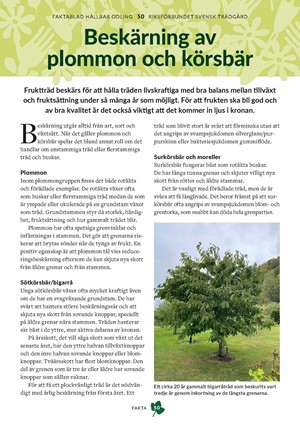 Faktablad 50- Beskärning av plommon och körsbär (Prunus)