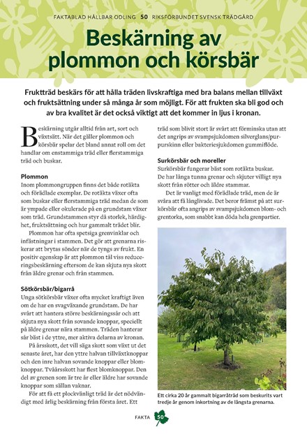 Faktablad 50- Beskärning av plommon och körsbär (Prunus)
