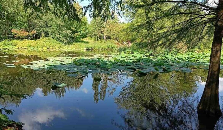 Naturintryck, prestation och välmående