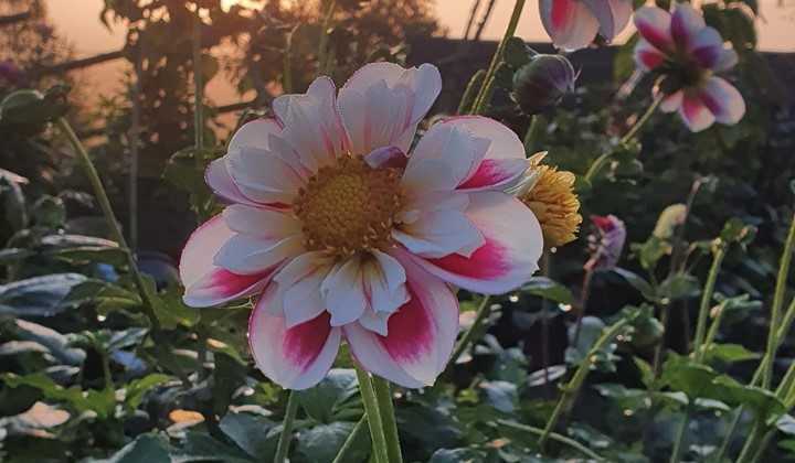 Sundstorps Gård. Frickebo småbruk., Karlstad