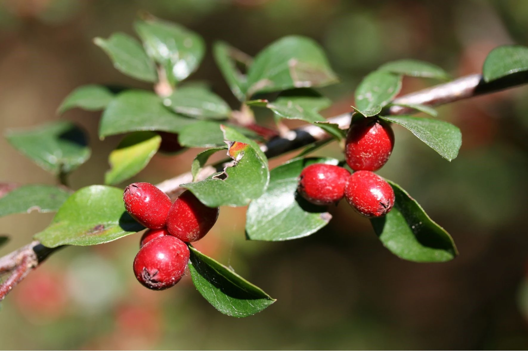 Spärroxbär, Cotoneaster divaricatus